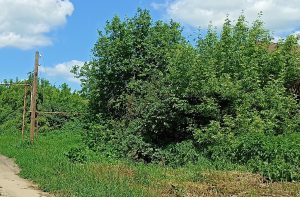 Рослесхоз предложил приравнять американский клён к борщевику и вырубать